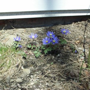 windflowers0003.jpg